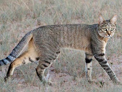 Ozonduno African wildcat