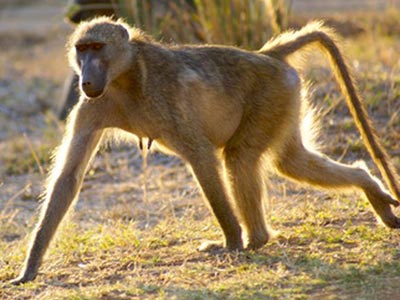 Ozonduno Baboon
