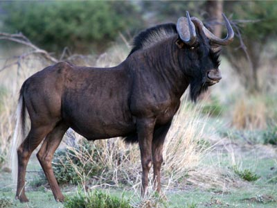 Ozonduno Black Wildebeest