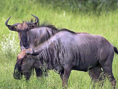 Ozonduno Blue Wildebeest