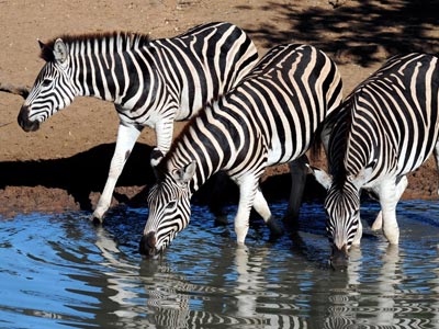 Ozonduno Burchell Zebra