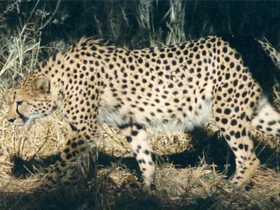 Ozonduno Cheetah