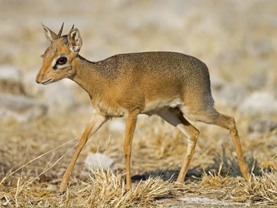 Ozonduno Damara Dik-Dik