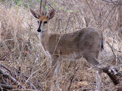 Ozonduno Duiker