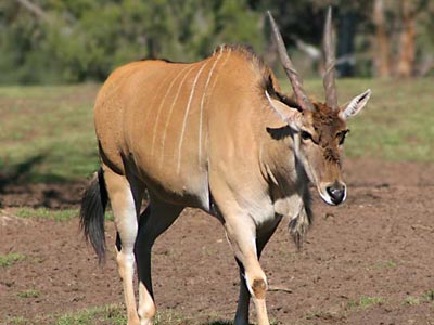 Ozonduno Eland