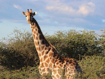 Ozonduno Giraffe