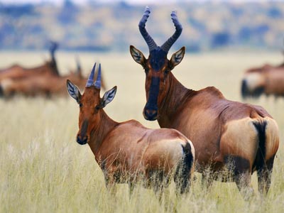 Ozonduno Hartebeest