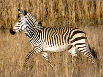 Ozonduno Hartmann Zebra
