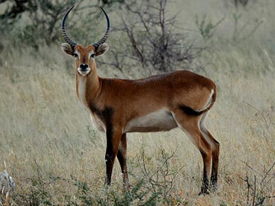 Ozonduno Impala