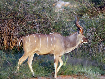 Ozonduno Kudu