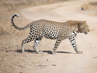 Ozonduno Leopard