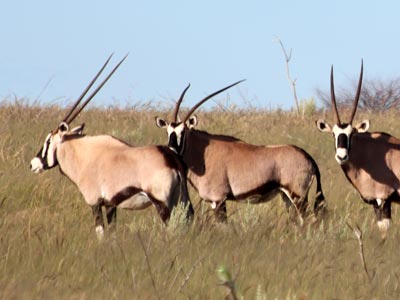 Ozonduno Oryx