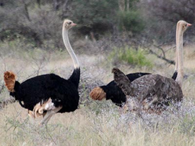 Ozonduno Ostrich