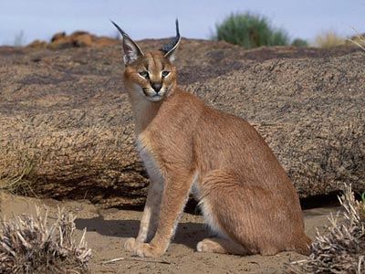 Ozonduno Caracal