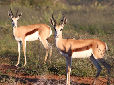 Ozonduno Springbuck