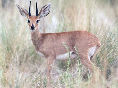 Ozonduno Steenbuck