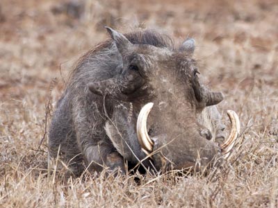 Ozonduno Warthog