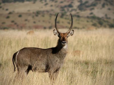 Ozonduno Waterbuck